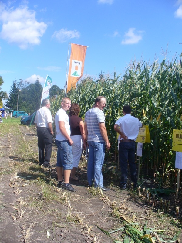 Andrzejewo-Rolnicy-chetnie-zwiedzali-pola-kukurydziane